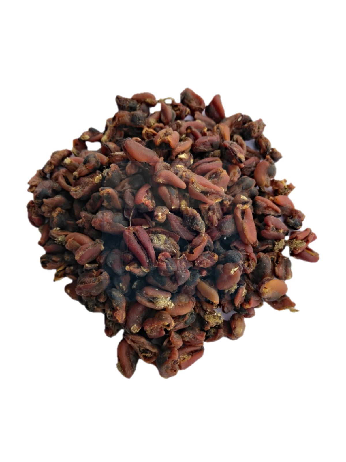 Kupang 淡菜