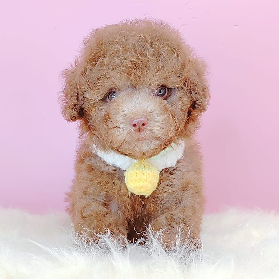 Poodle 娉拌开璐靛