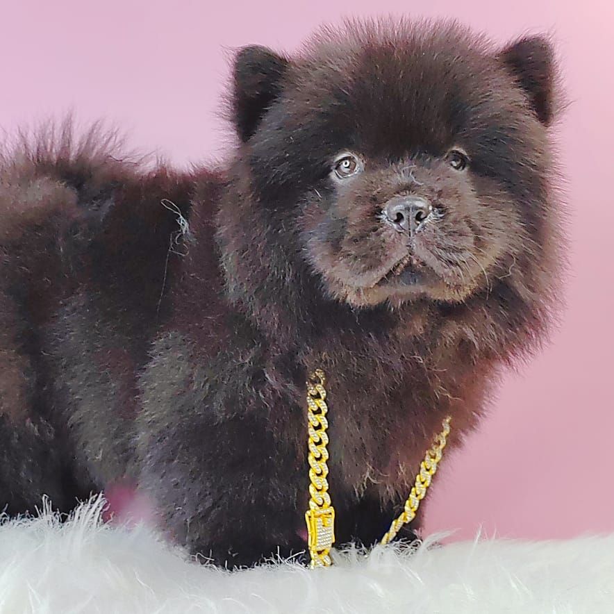 Chow Chow 松狮犬