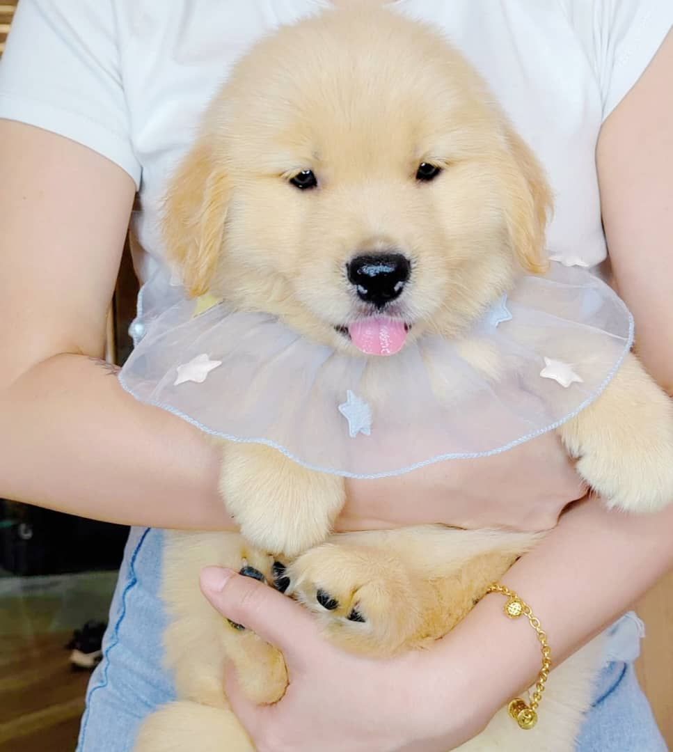 Golden Retriever 黄金猎犬