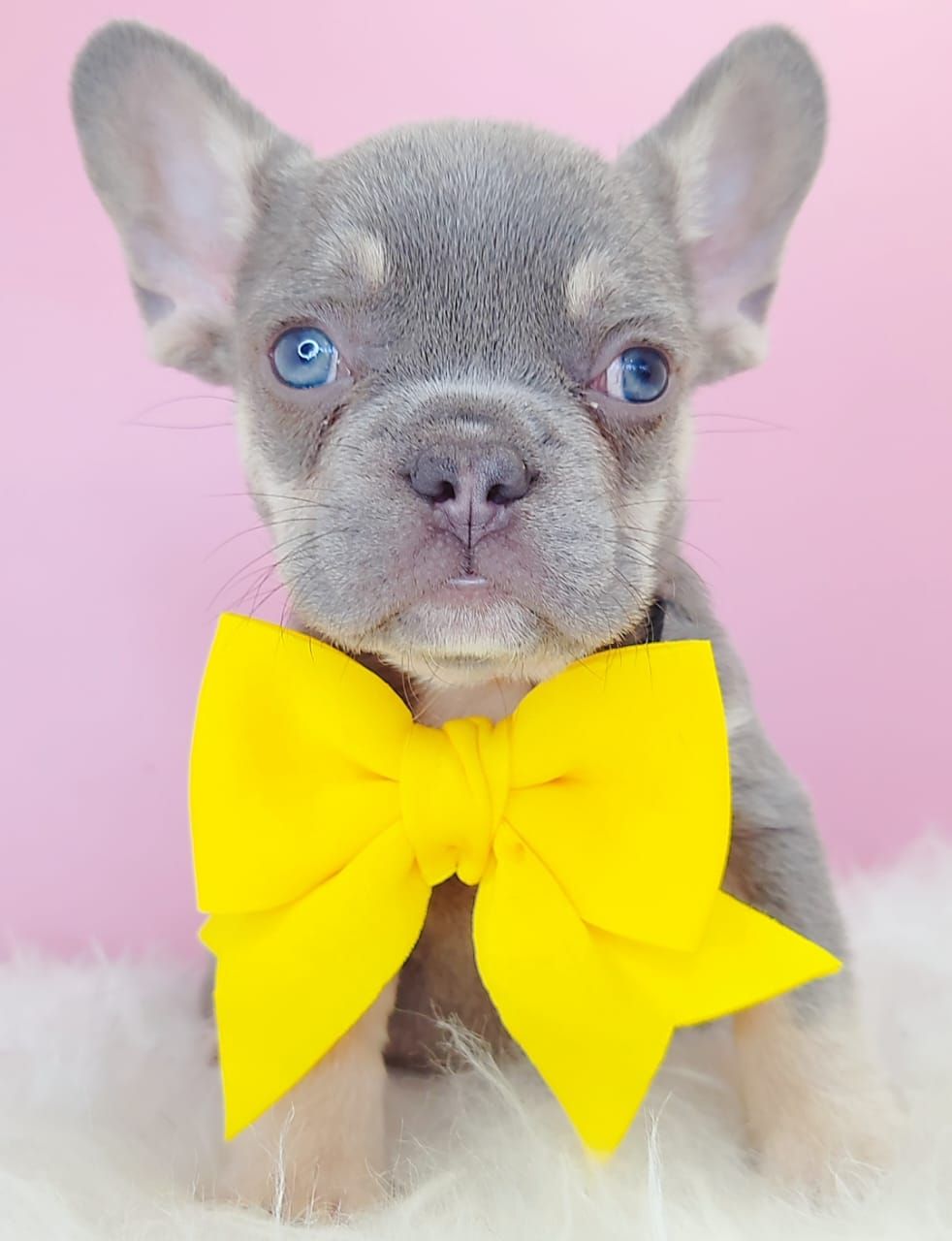 French Bulldog 法斗