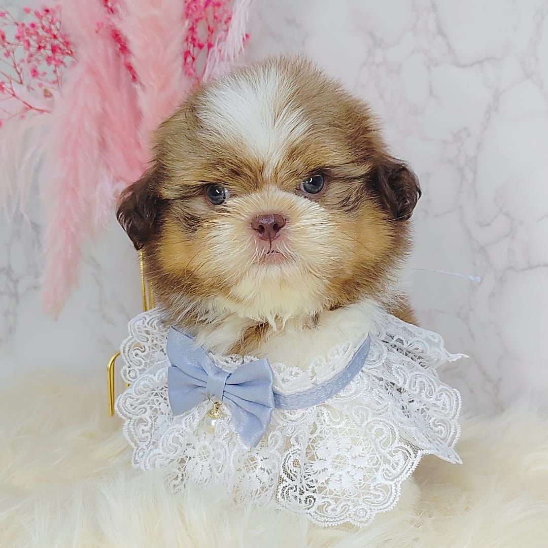 Shih Tzu 西施