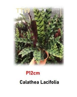 Rattlesnake Plant for Sale | Calathea Lancifolia (P12cm)