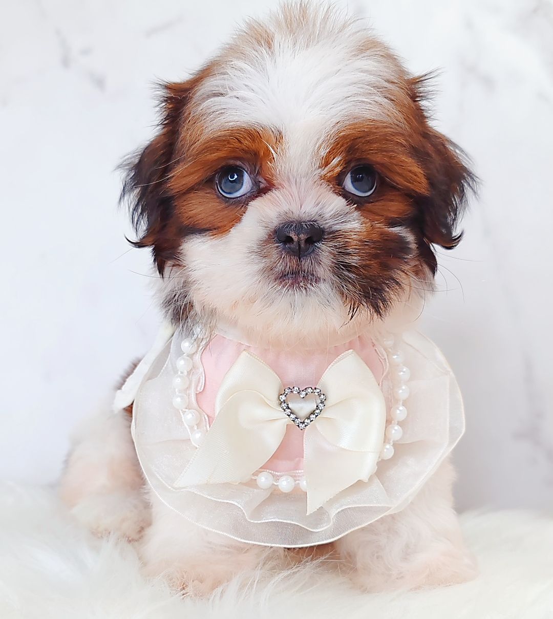 Shih Tzu 西施