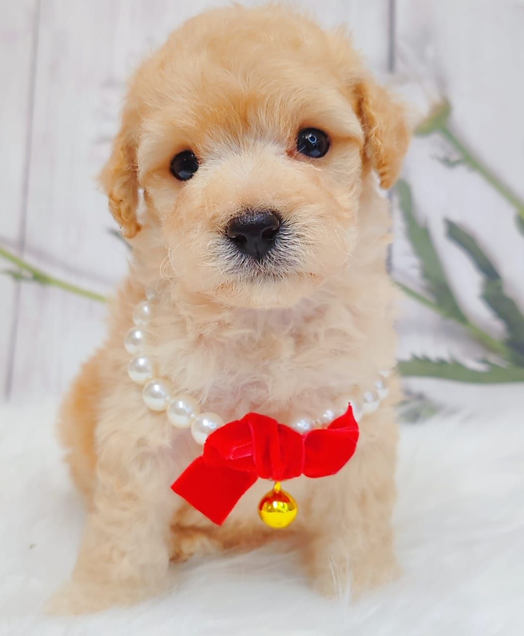 Maltipoo 马尔泰迪