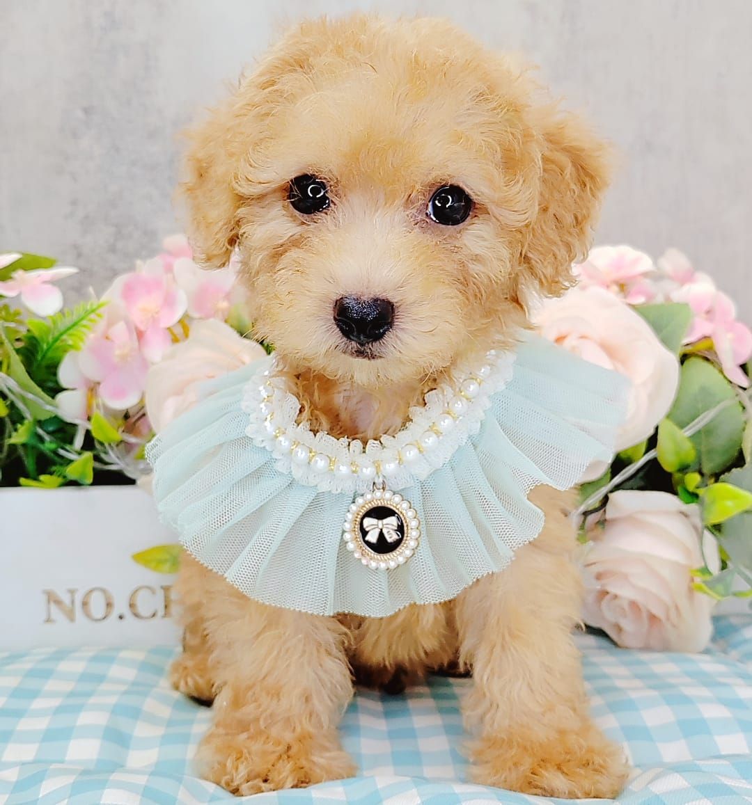 Tiny Poodle 玩具贵宾