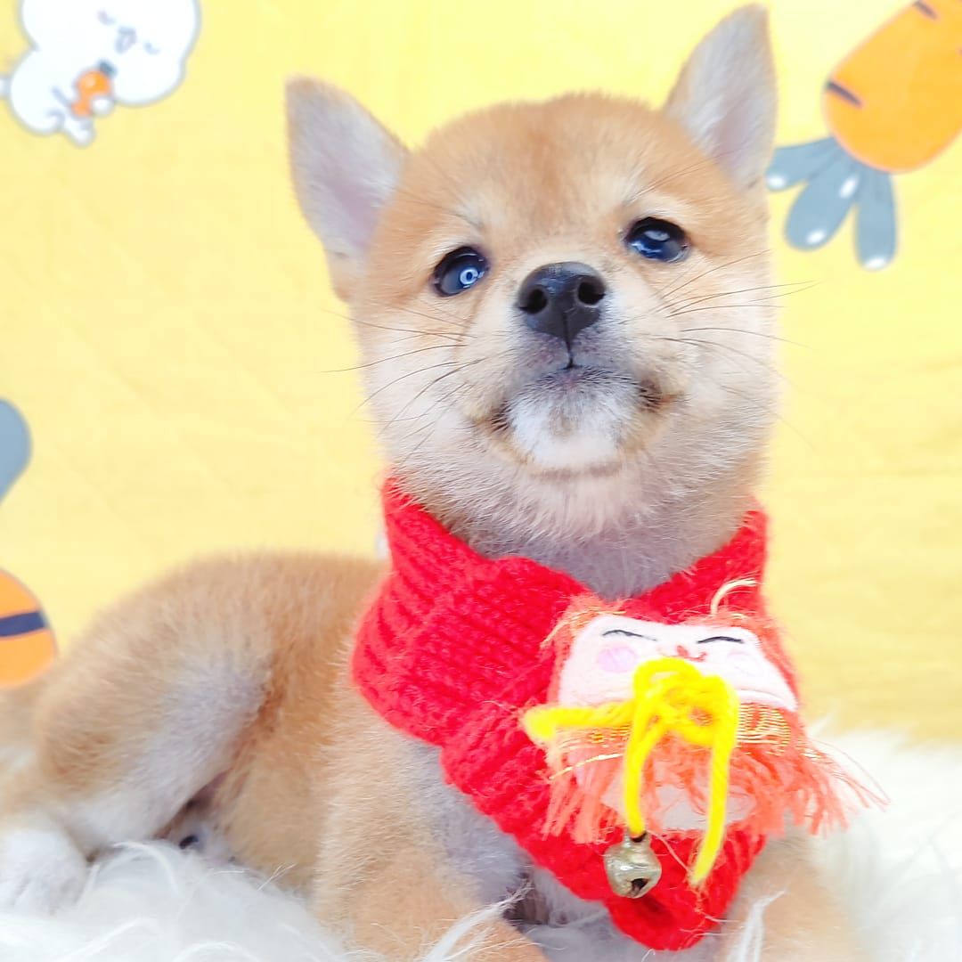 Shiba Inu 柴犬