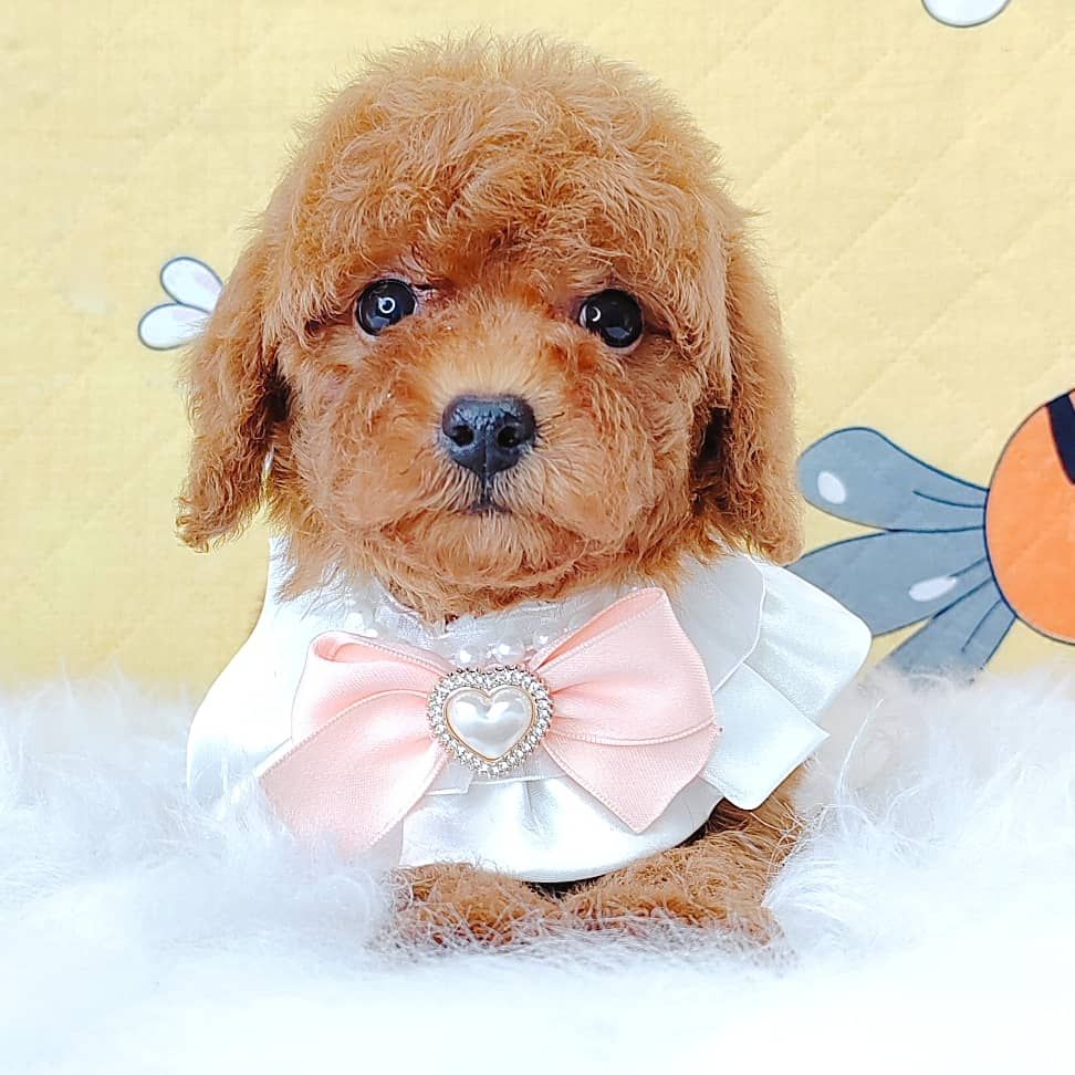Poodle 娉拌开璐靛