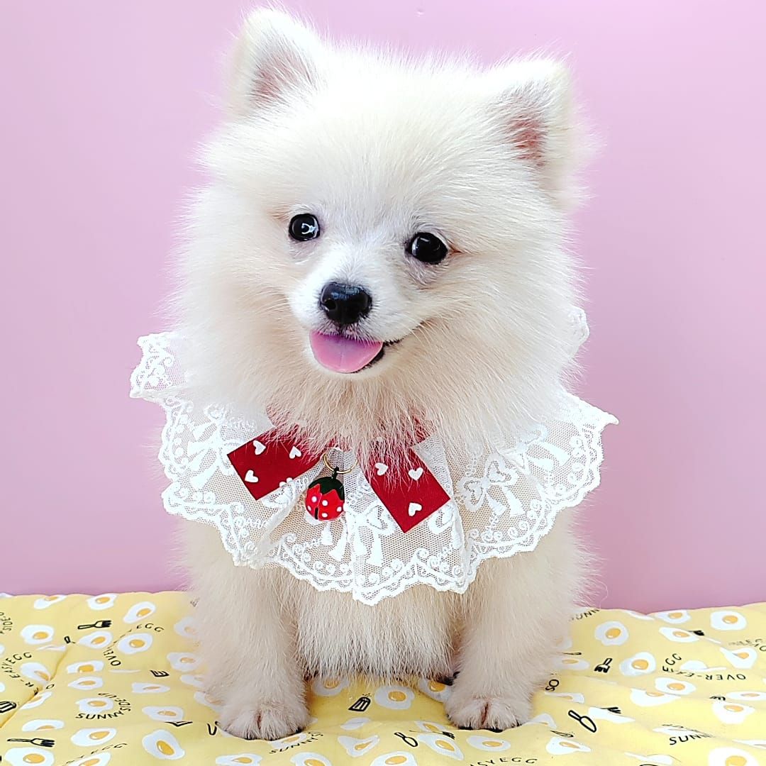Pomeranian 博美