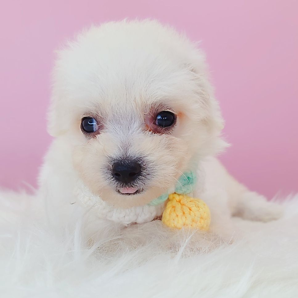 Bichon Frise 比熊