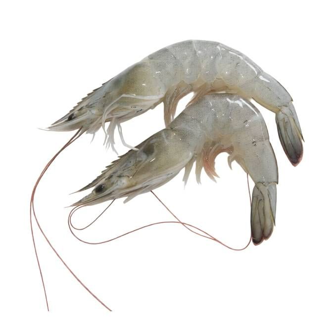 Frozen Prawn