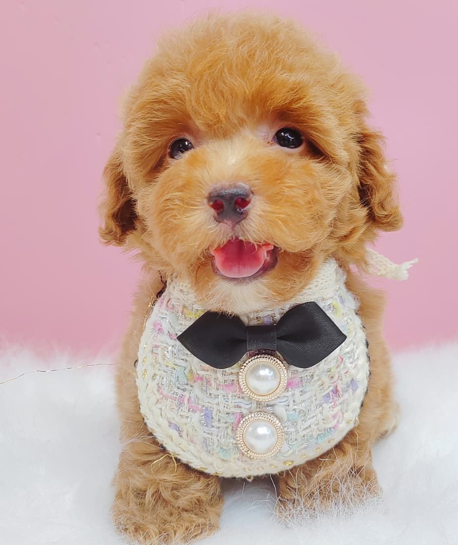 Poodle 娉拌开璐靛