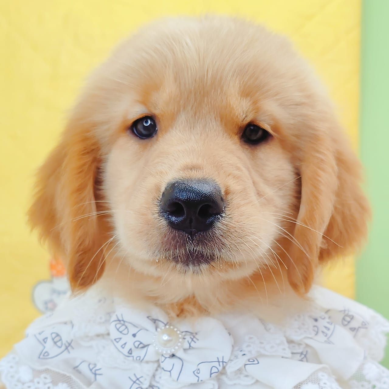 Golden Retriever 黄金猎犬