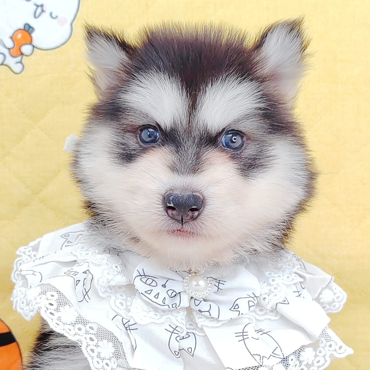 Wooly Alaskan 长毛哈士奇