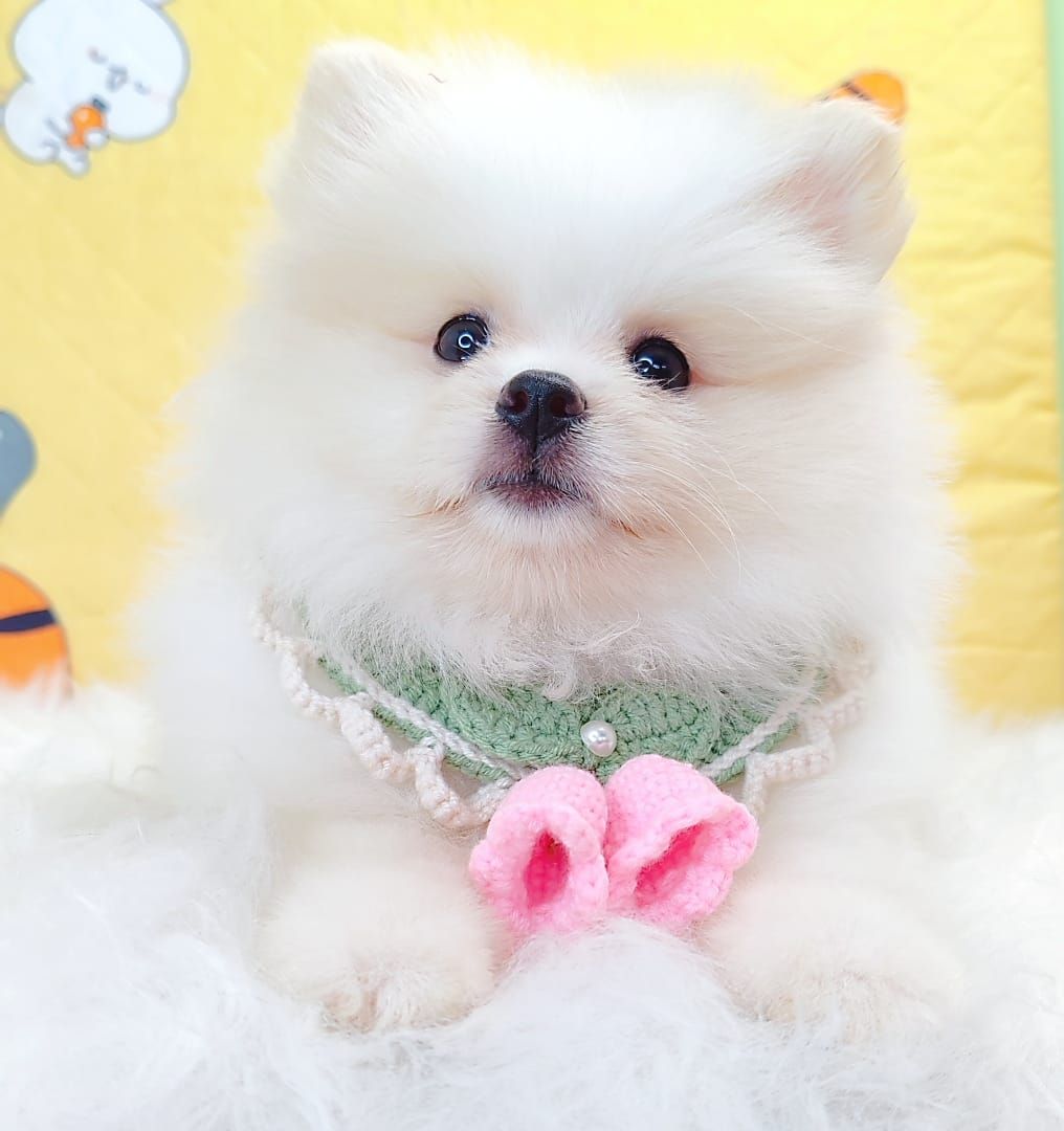 Pomeranian 博美