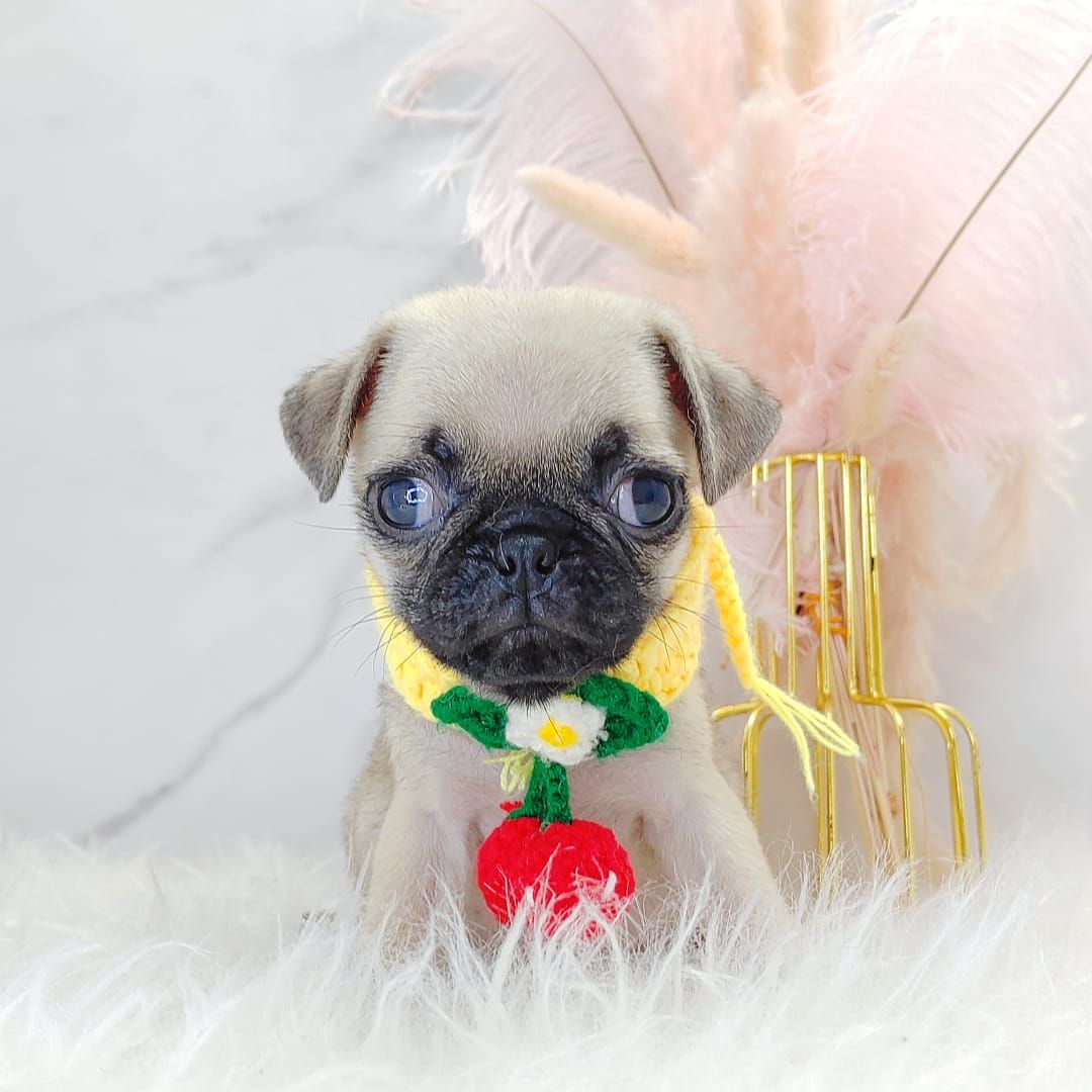 Pug 巴哥