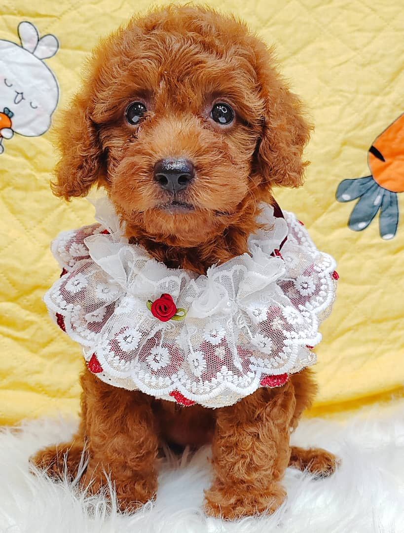 Poodle 娉拌开璐靛