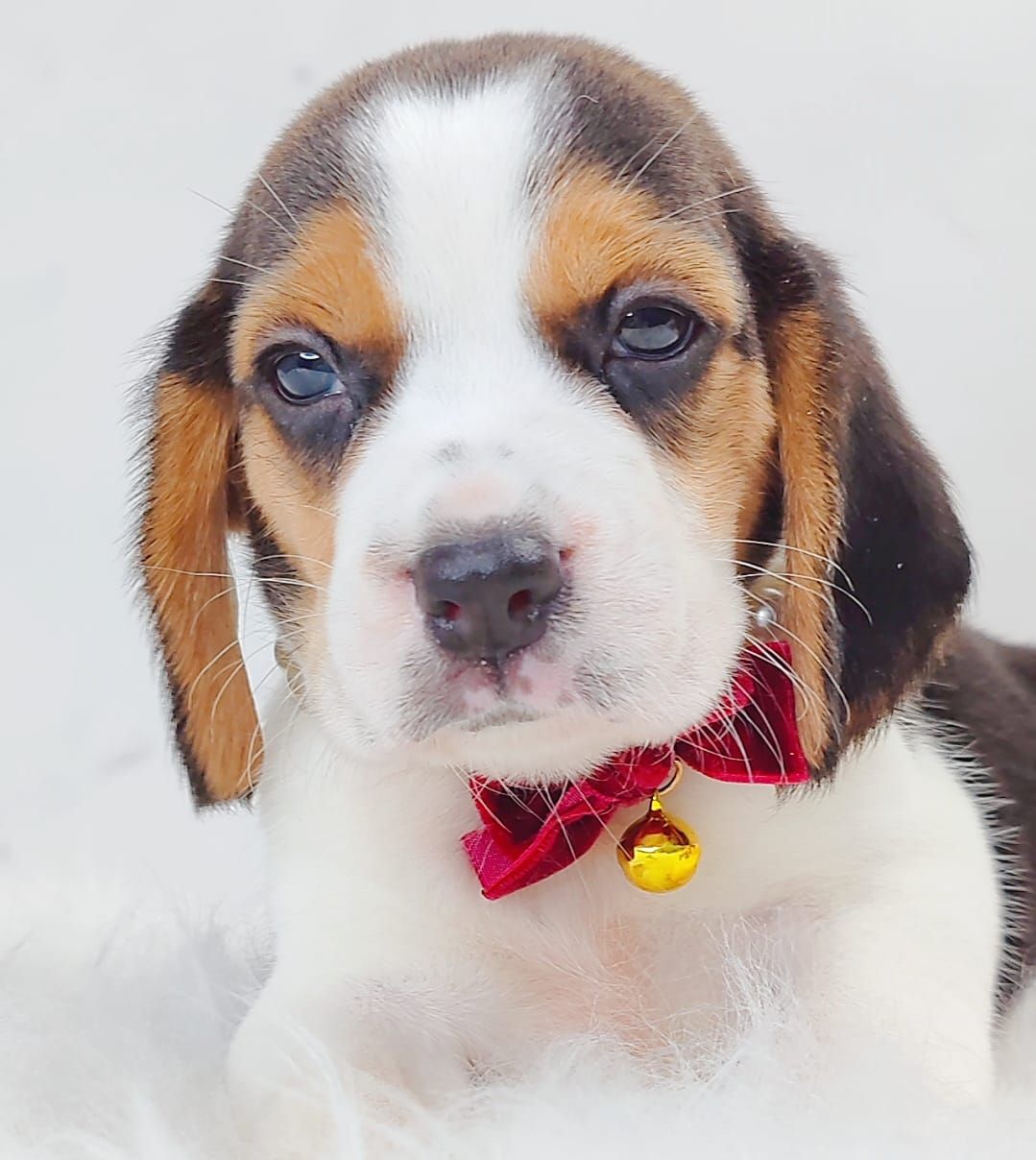 Beagle 米格鲁