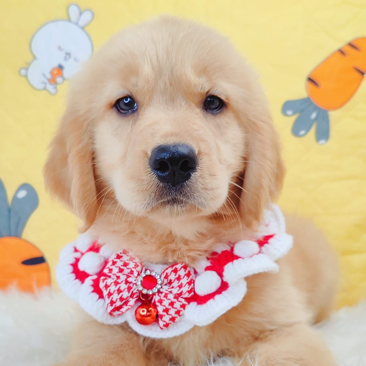 Golden Retriever 黄金猎犬