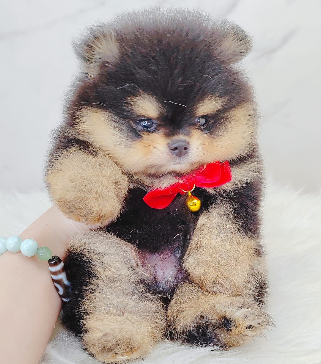 Pomeranian 博美