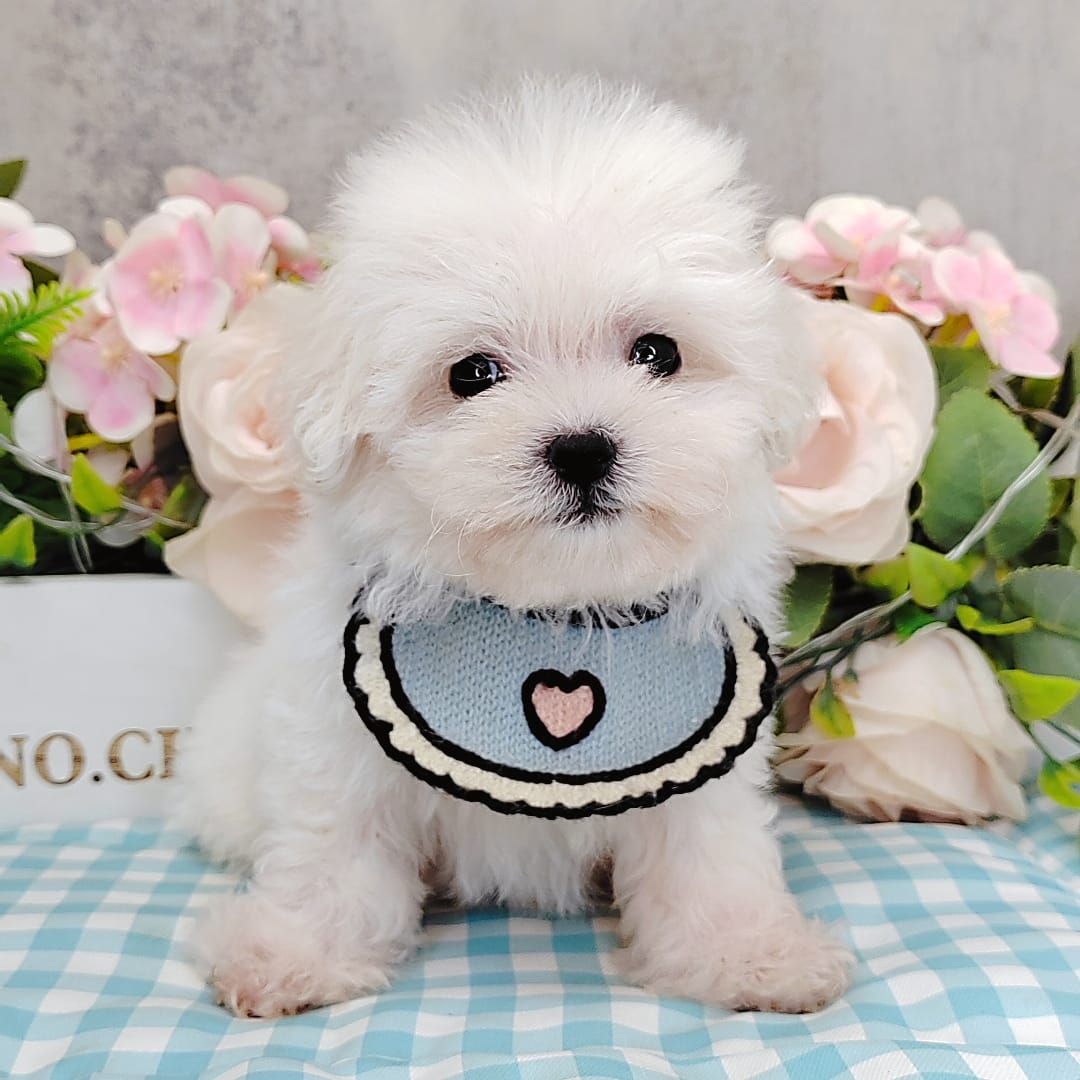 Bichon Frise 比熊