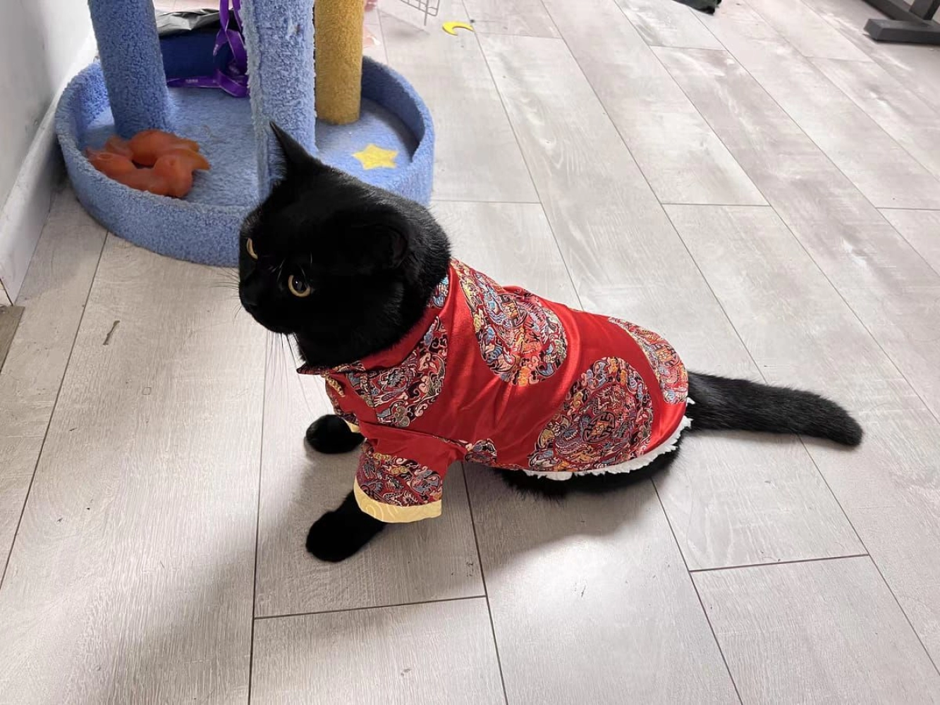 Pet Dress New year dress Cheongsam Tang Suit CNY Clothes Wedding Dress Baju Kucing 宠物旗袍连衣裙唐装狗狗 猫咪旗袍 宠物新年服装