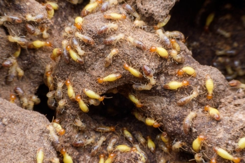 Termite Treatment
