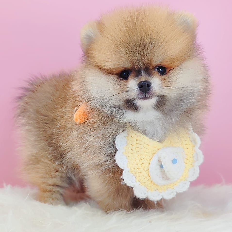 Pomeranian 博美
