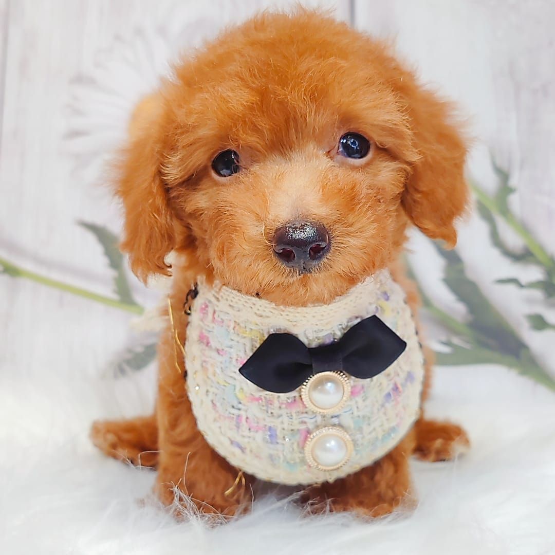 Poodle 娉拌开璐靛