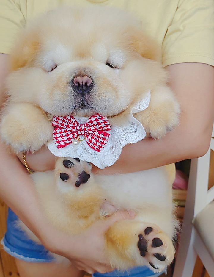 Chow Chow 松狮犬
