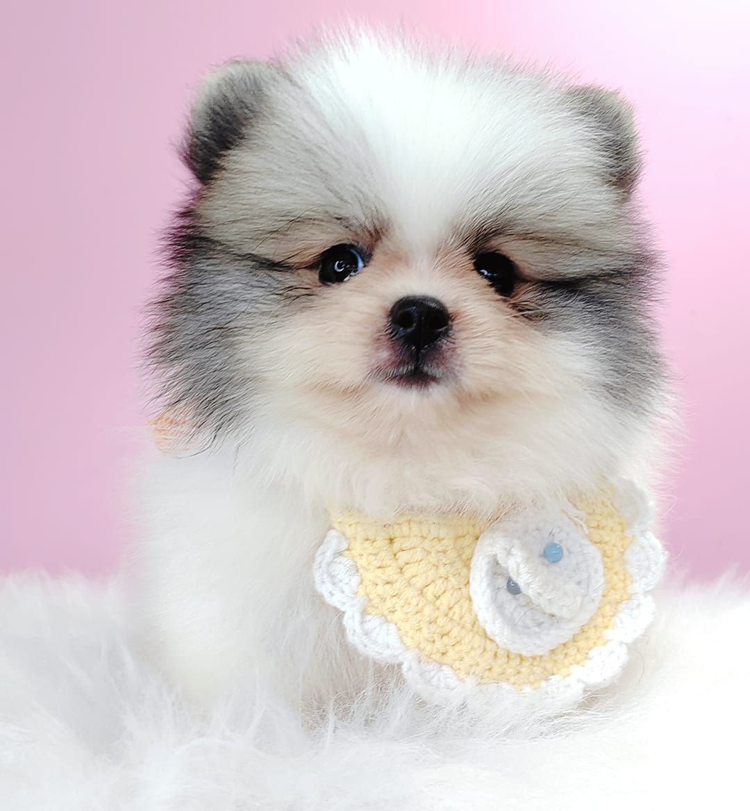Pomeranian 博美