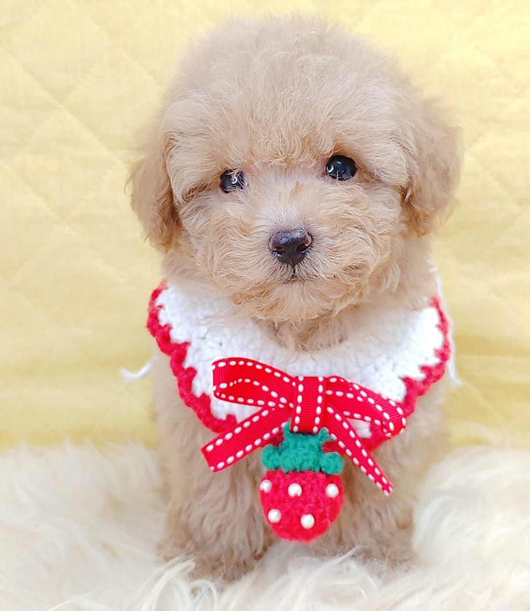 Poodle 娉拌开璐靛