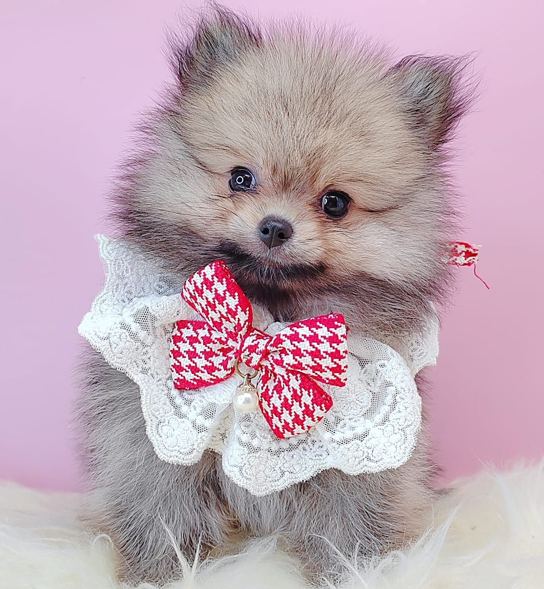 Pomeranian 博美