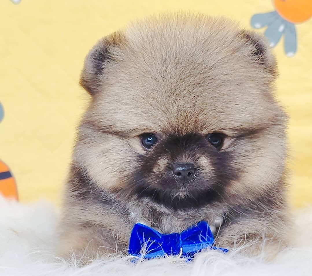 Pomeranian 博美