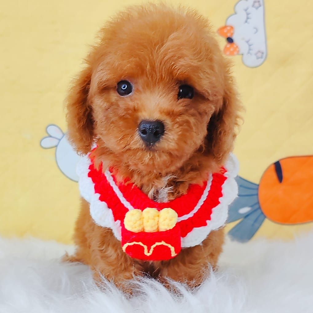Poodle 娉拌开璐靛