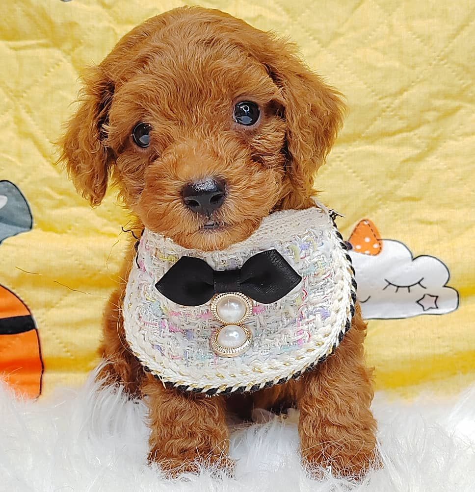 Poodle 娉拌开璐靛