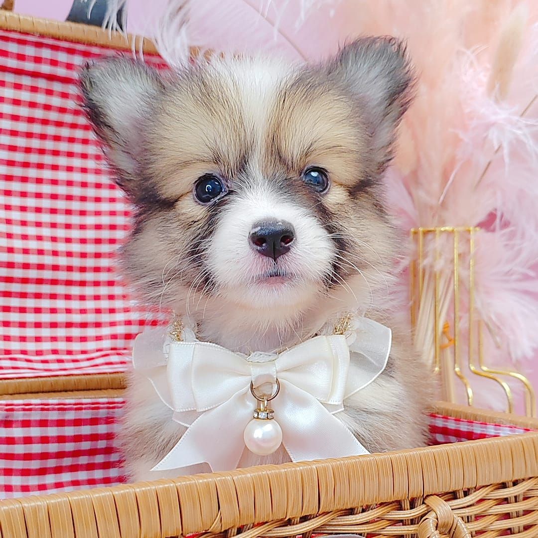 Welsh Corgi 柯基