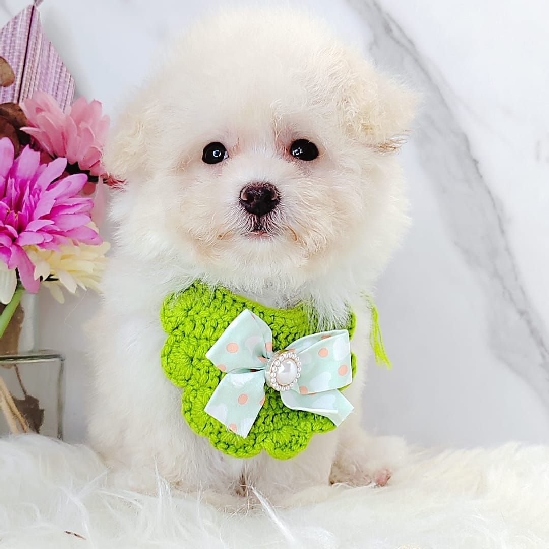 Maltipoo 马尔泰迪