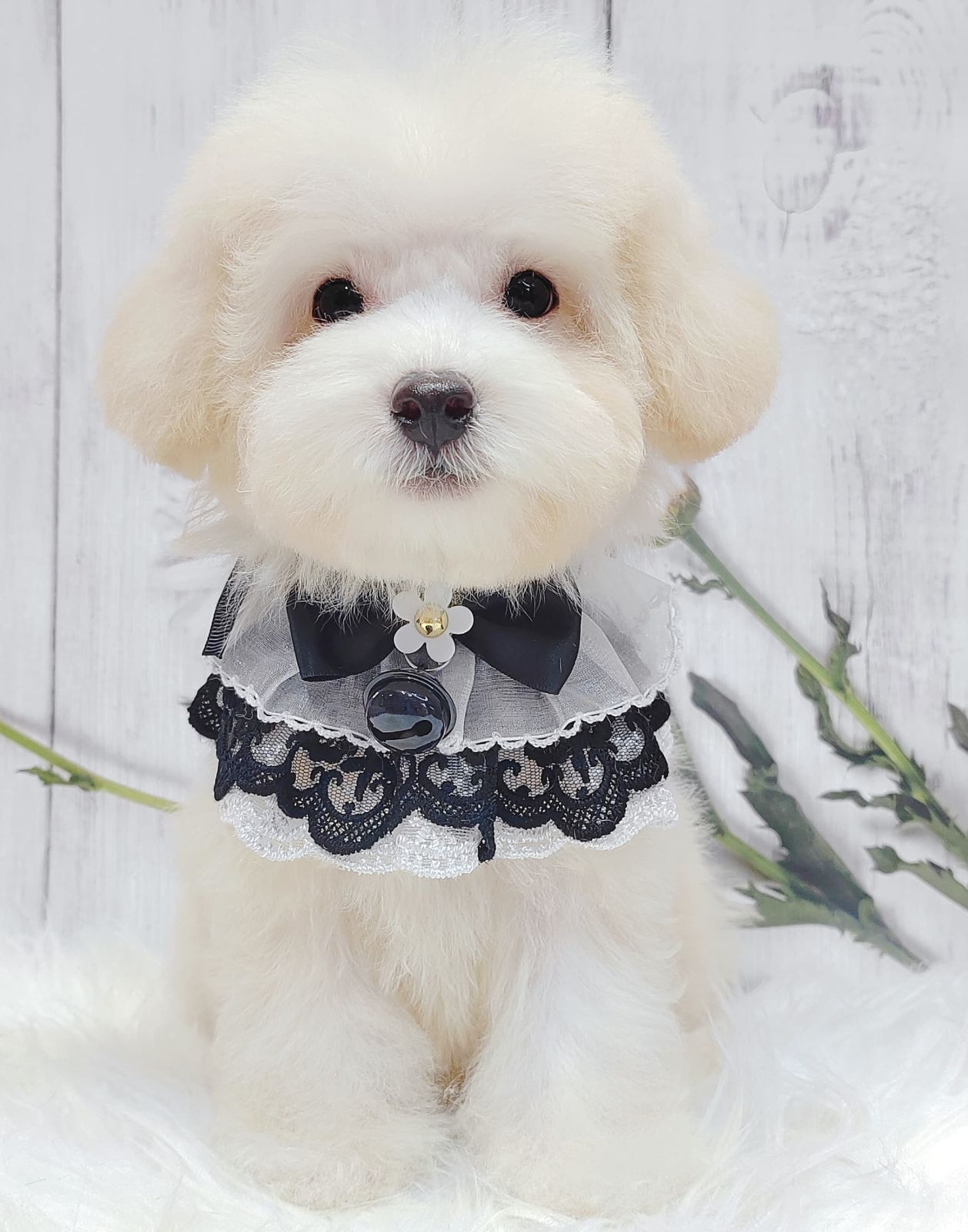 Maltipoo 马尔泰迪