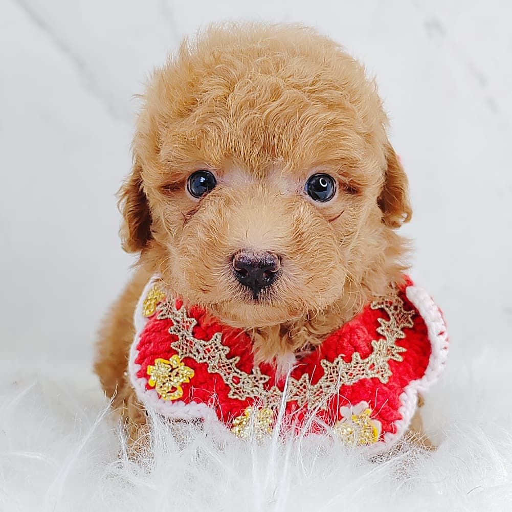 Poodle 娉拌开璐靛