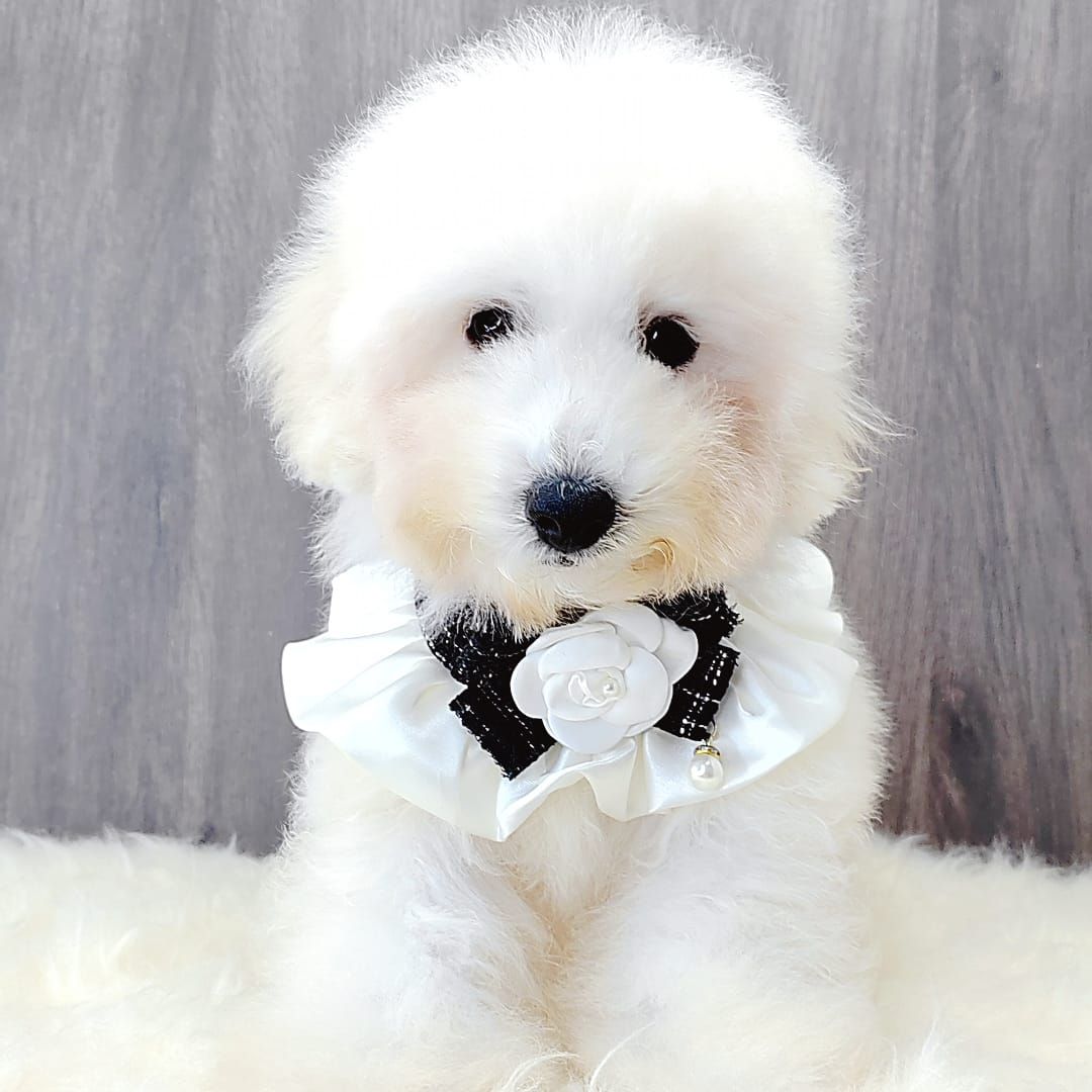 Poodle 娉拌开璐靛