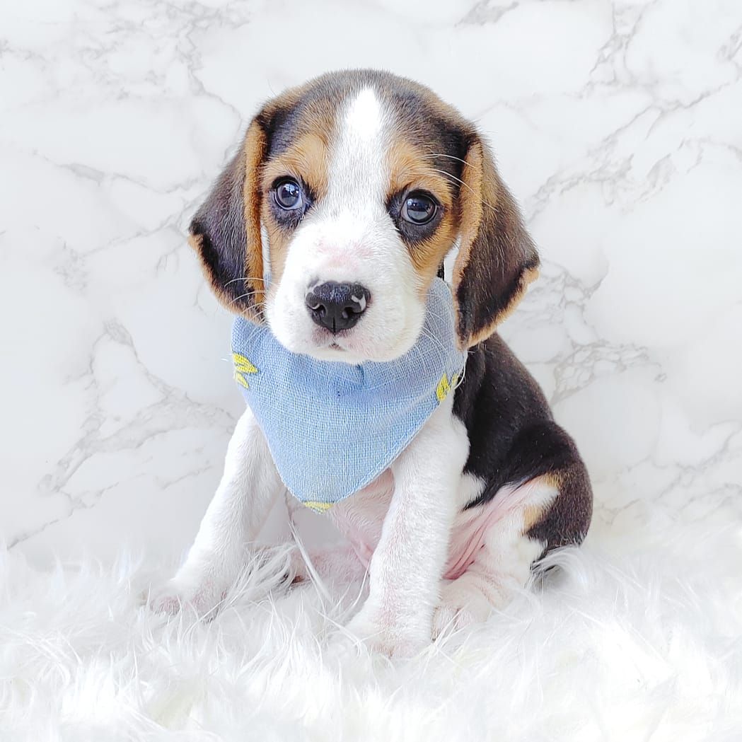 Beagle 米格鲁