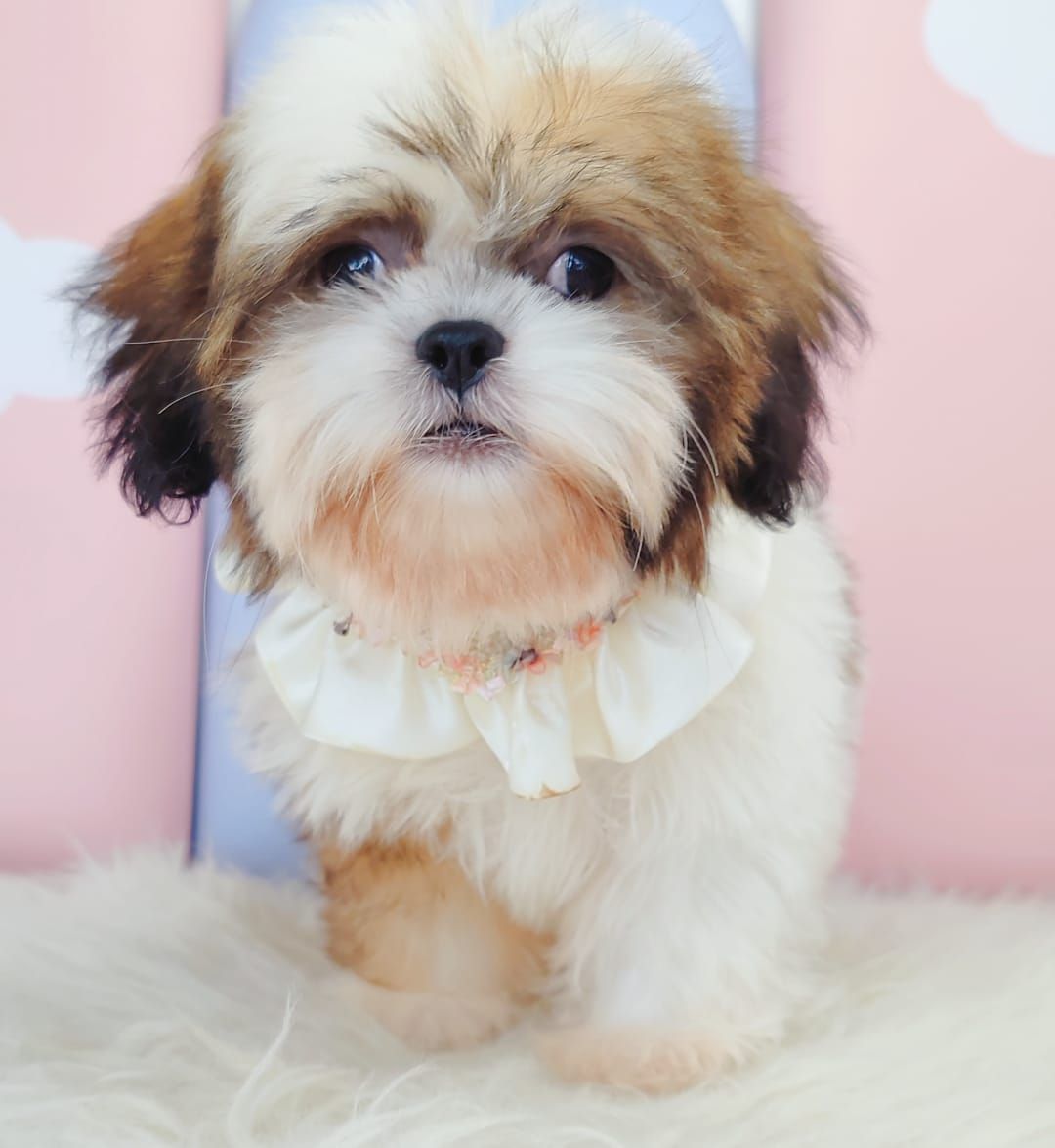 Shih Tzu 西施