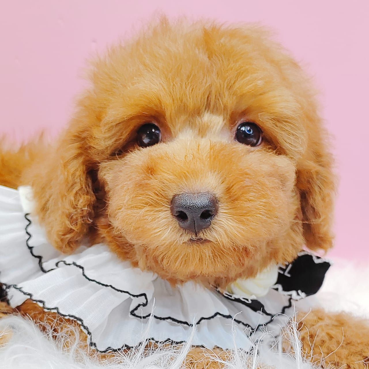 Poodle 娉拌开璐靛