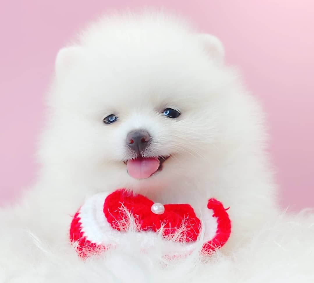 Pomeranian 博美
