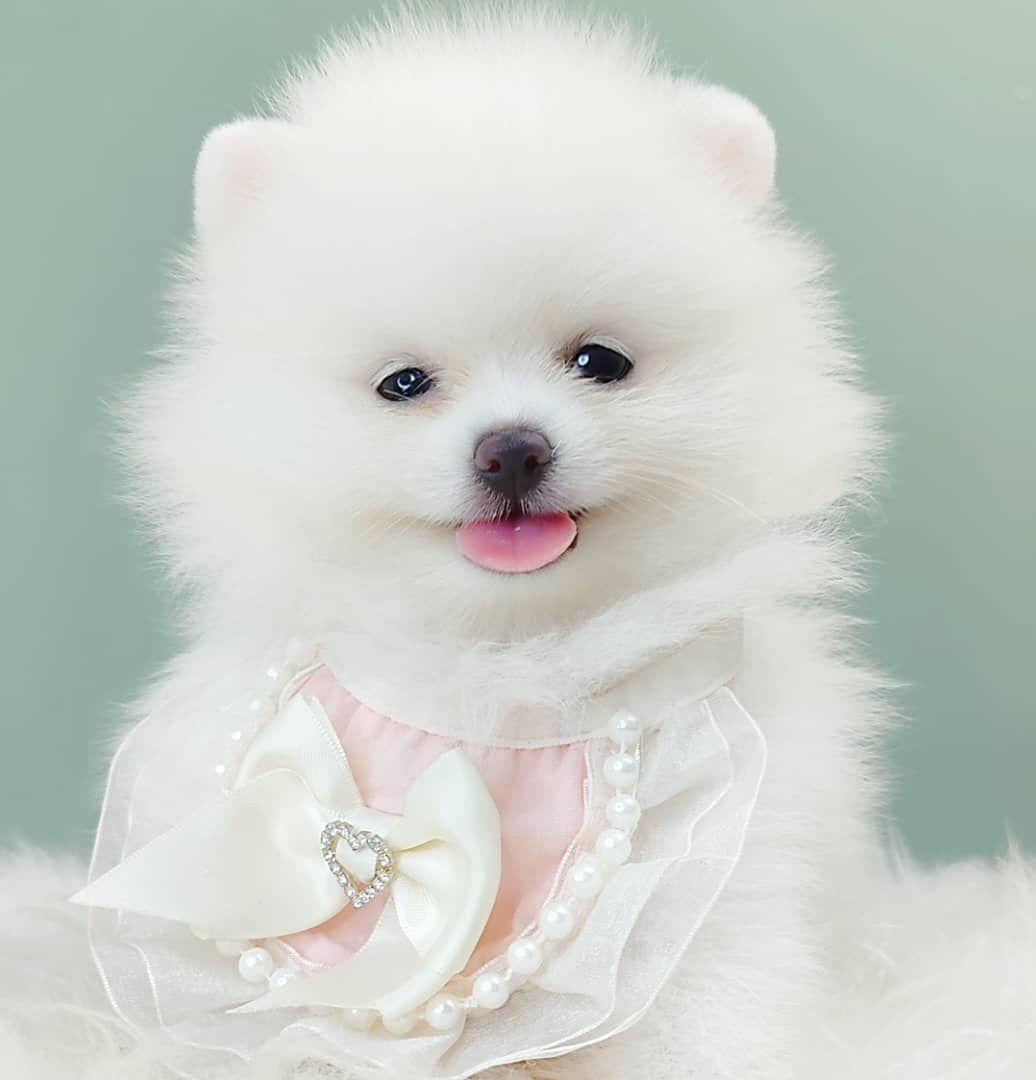 Pomeranian 博美