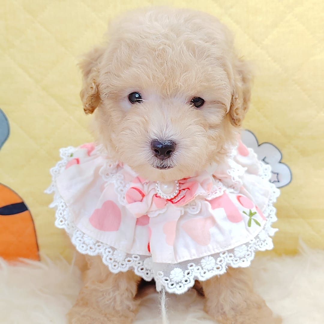 Poodle 娉拌开璐靛