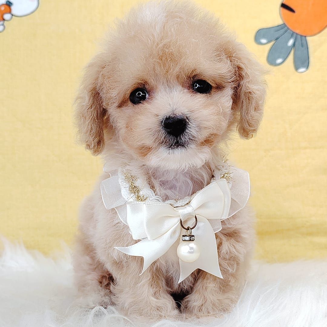Maltipoo 马尔泰迪
