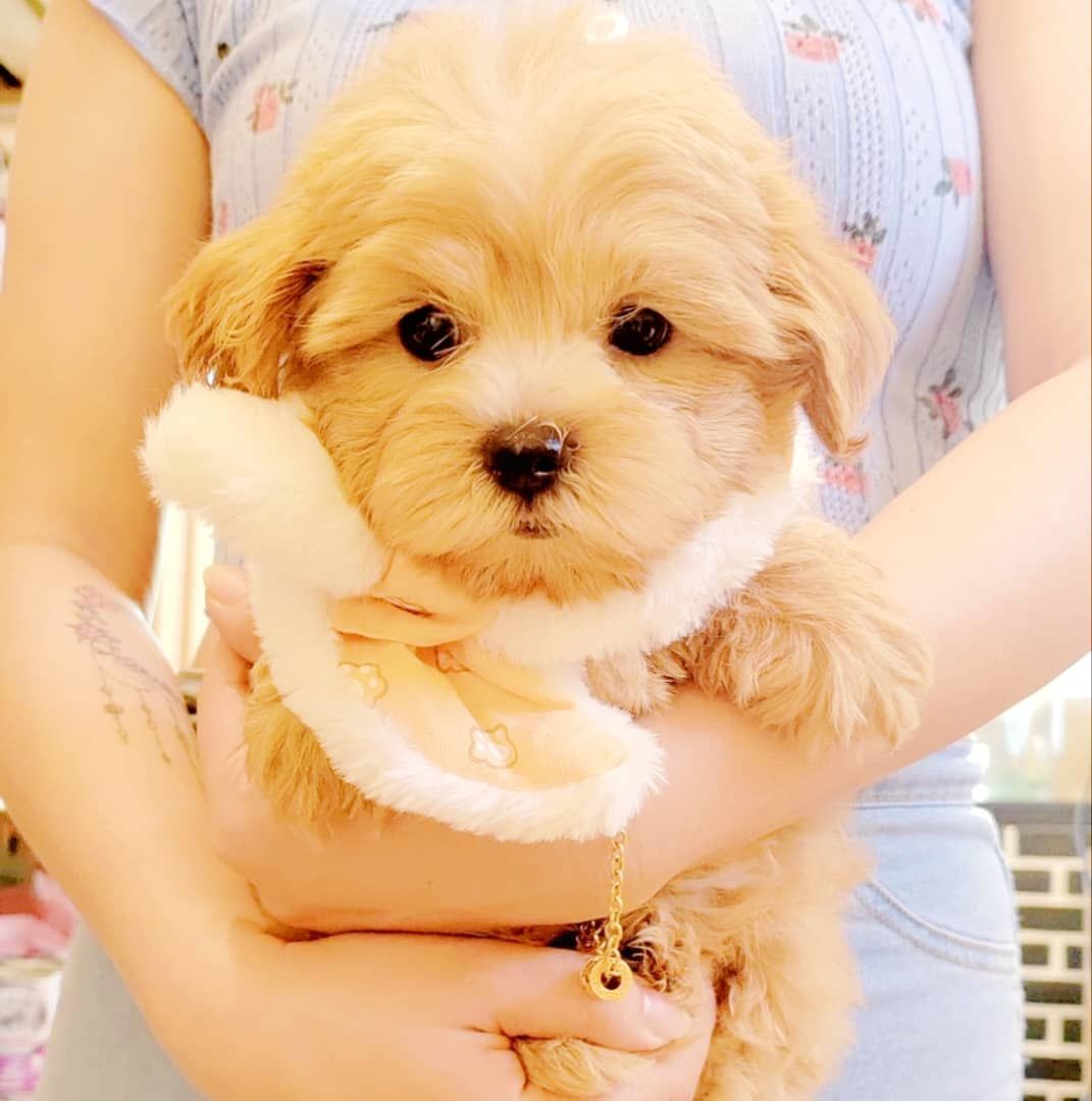 Maltipoo 马尔泰迪