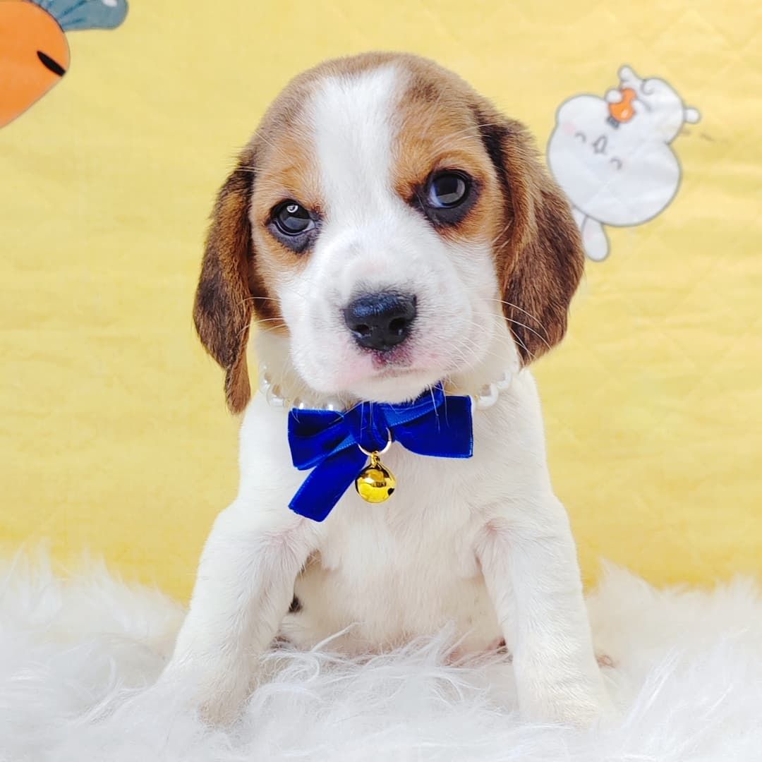 Beagle 米格鲁